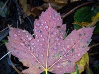 Mit Wassertropfen bedeckte violette Ahornblatt Rückseite